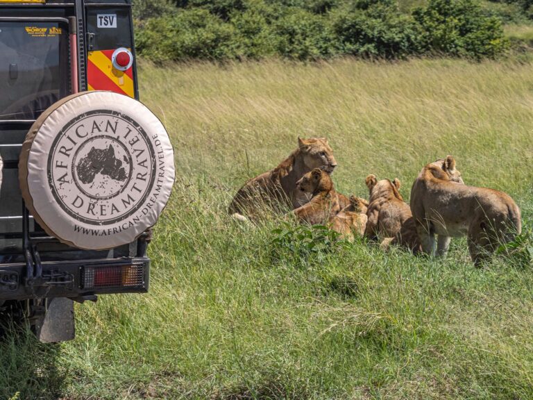 Vergleichende Safari im afrikanischen Grasland mit Löwen und Geländewagen für Tierbeobachtungen.