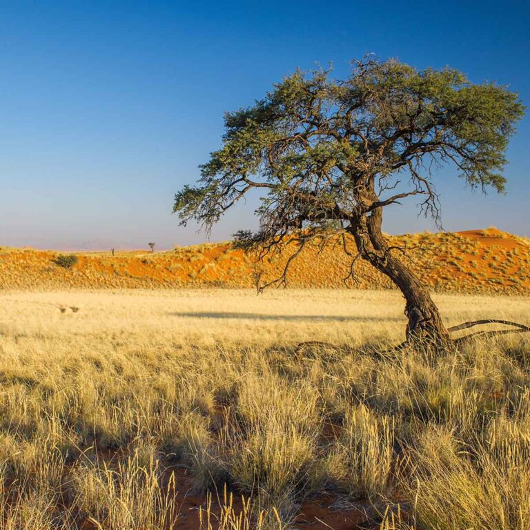 14 Tage Namibia Selbstfahrerreise - Die Namib erleben