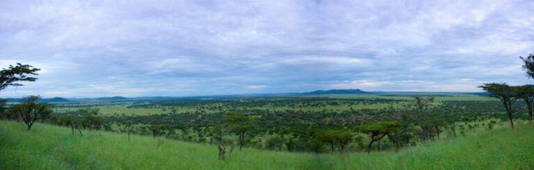 Atemberaubende afrikanische Savannenlandschaft mit weiten Grasebenen und Akazienbäumen unter einem blauen Himmel.