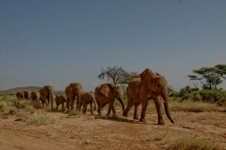 Elefantenherde Kenia
