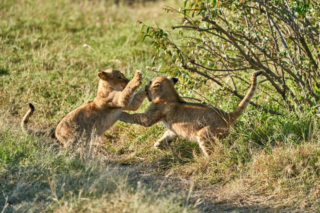 Zwei junge Löwen spielen im afrikanischen Naturschutzgebiet, perfekt für Safari- und Tierbegegnungen.