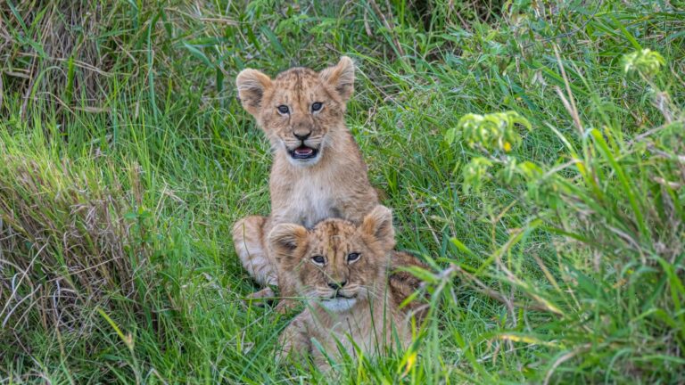 Neben Afrikas Tierwelt: Junge Löwen im hohen Gras.