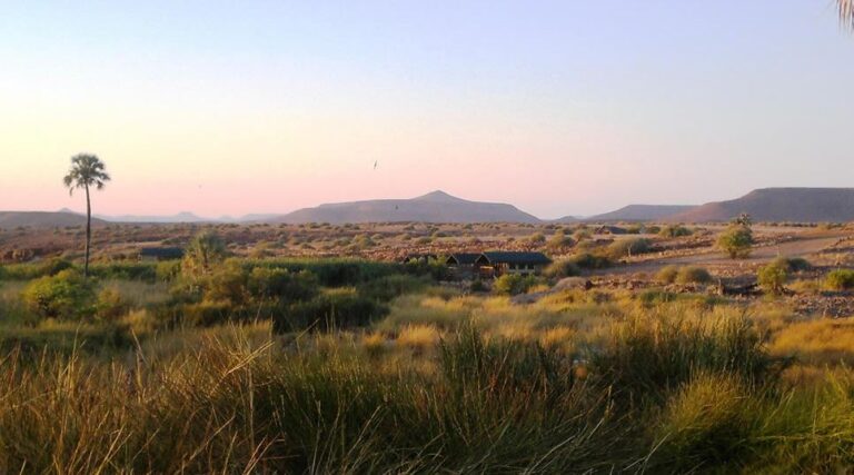 Eine malerische Wüstenlandschaft mit grasbewachsenen Sträuchern, verstreuten Bäumen, einer einzelnen hohen Palme auf der linken Seite und entfernten Bergen unter einem weichen, pastellfarbenen Himmel bei Sonnenaufgang oder Sonnenuntergang.