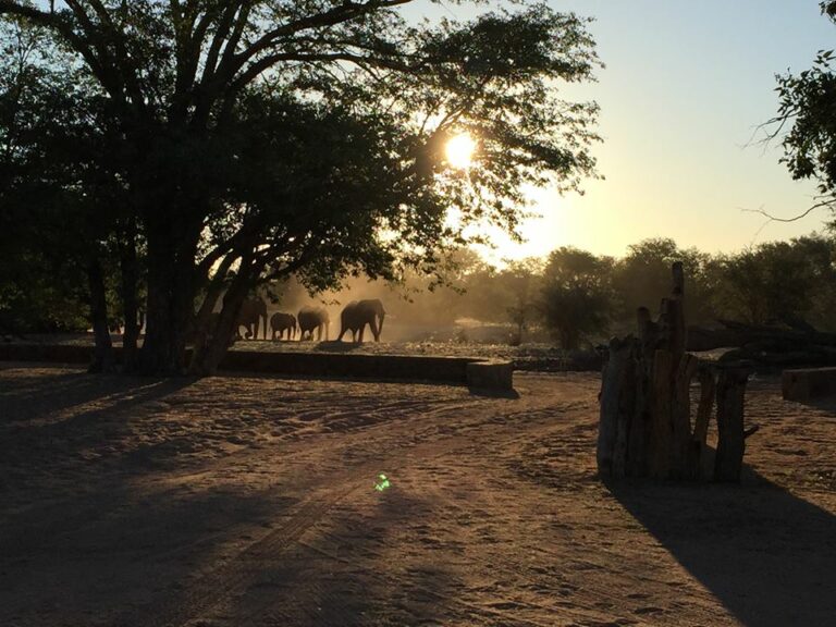 Alte Elefanten im Sonnenuntergang.