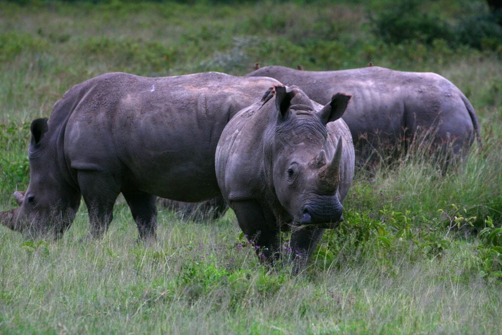Nashörner in der afrikanischen Savanne, Safari-Trip, Wildtiere in Afrika.