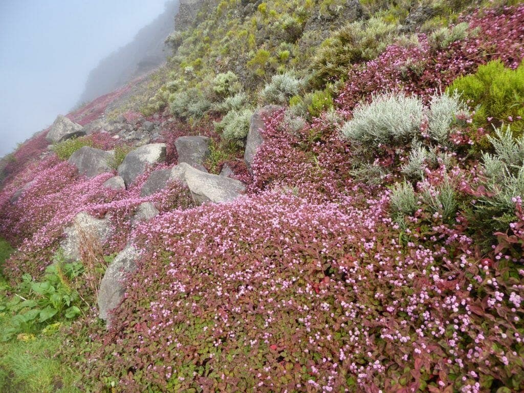Blumen am Mount Kenya, Kenia, mit Nebel im Hintergrund.