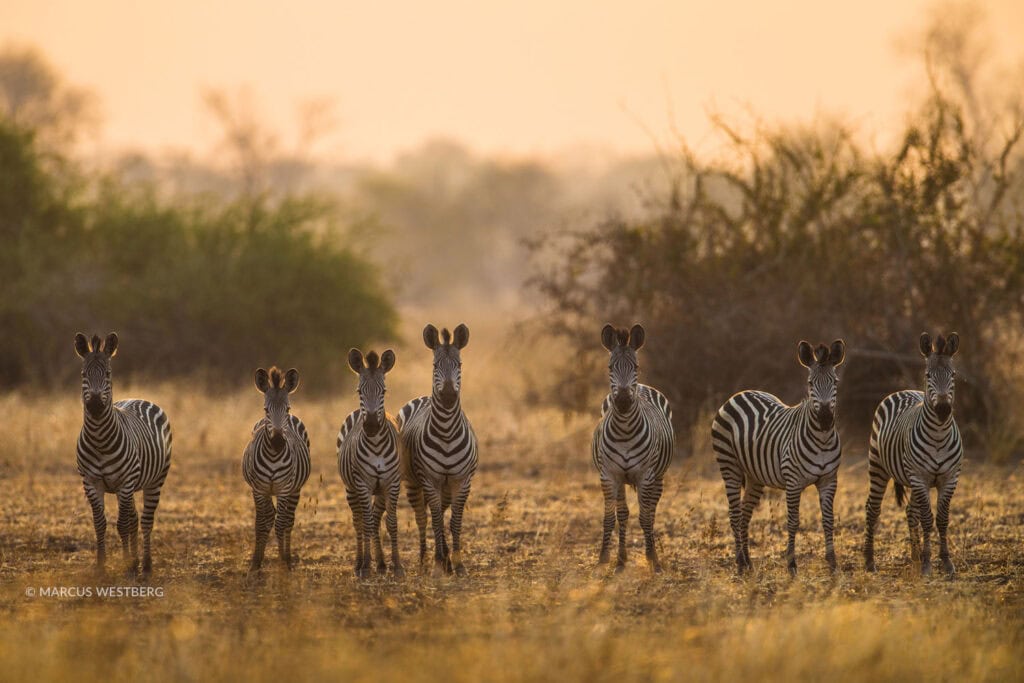 Afrikanische Zebras in freier Natur, Sonnenuntergang, Safari-Abenteuer in Afrika, Tierfotografie.