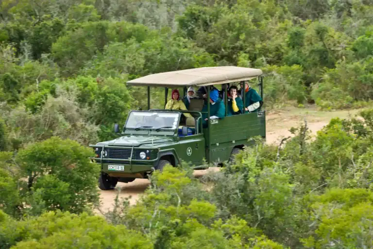 Alt-Text: Gruppen auf Safari in einem grünen Land Rover durch die afrikanische Natur.