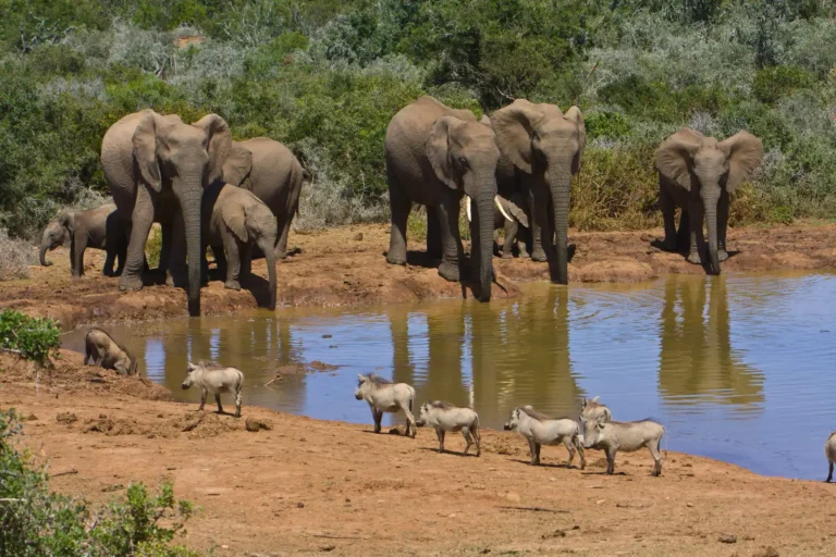 Elefanten am Wasserloch im Addo Nationalpark