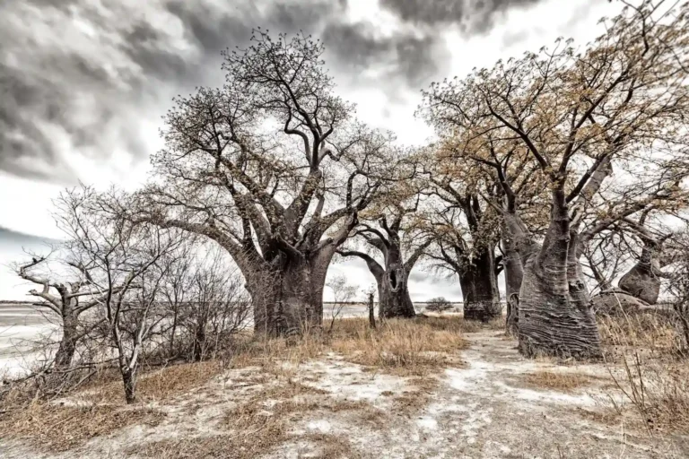 mysteriöse Bäume in den Makgadikgadi Pans