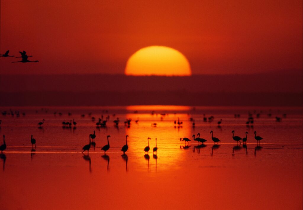 Heller Sonnenuntergang über Seen mit Flamingos in Afrika, wunderschöne afrikanische Natur-, Tier- und Sonnenuntergangsaufnahme.