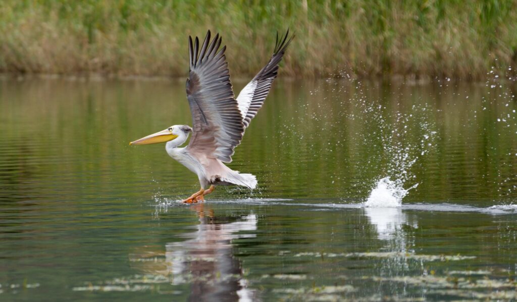 Vogel, Afrika, Naturschutz, Wasser, exotische Tierwelt, afrikanische Vogelarten.