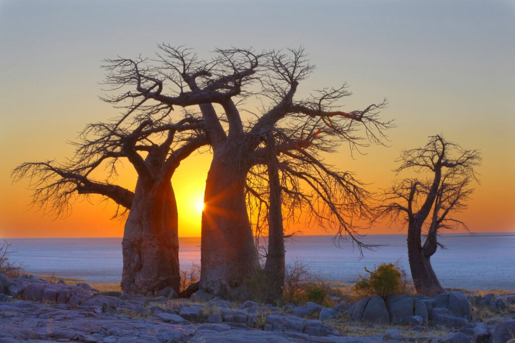 Alttag: Sonnenuntergang hinter alten Baobab-Bäumen in einer afrikanischen Wüste, perfekte Safari-Atmosphäre.