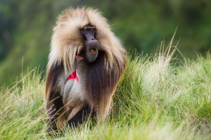 Affe in afrikanischer Natur mit rotem Halstuch, Safari und Tierbeobachtung in Afrika.