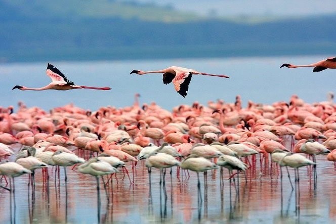 Flamingos in einem afrikanischen See, Vogelbeobachtung, Naturreise in Afrika.