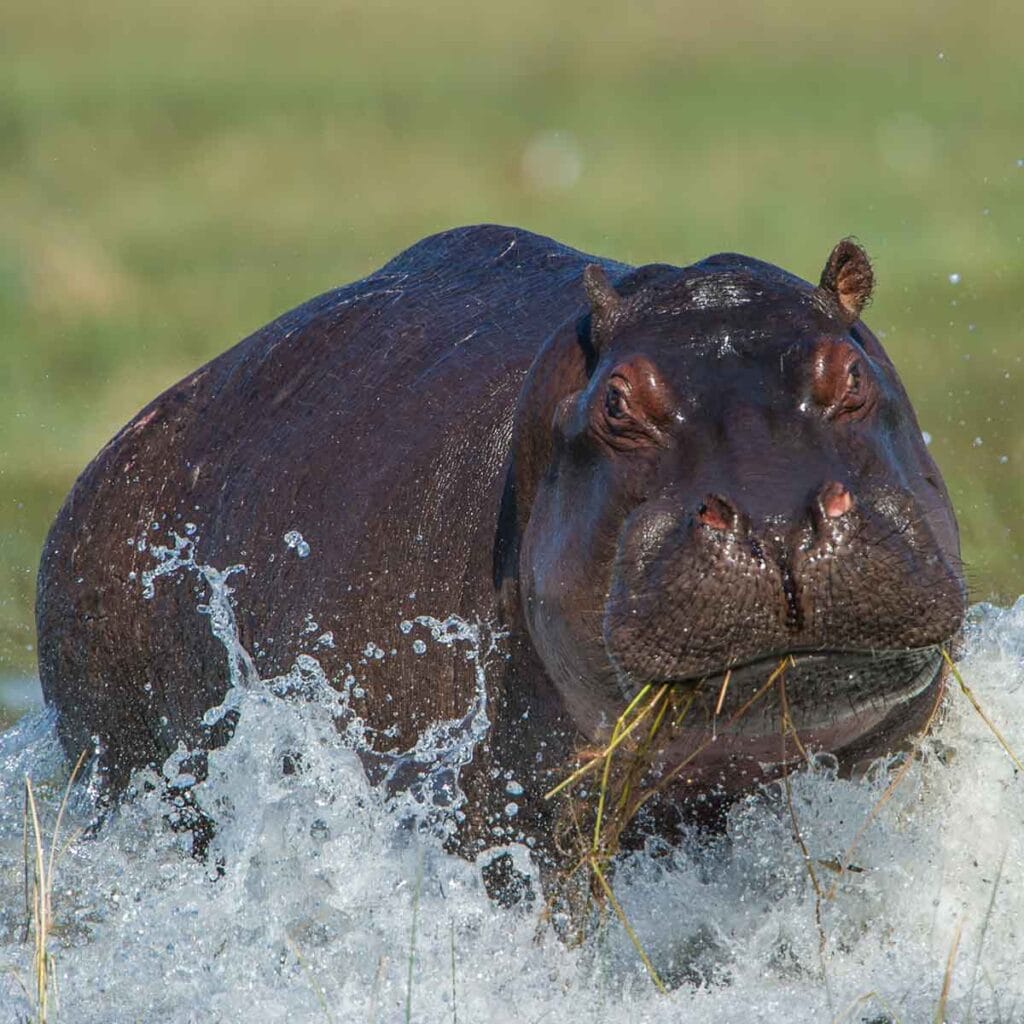 Hippo beim Baden in afrikanischer Flusslandschaft, exotisches Tier in Afrika reisen.