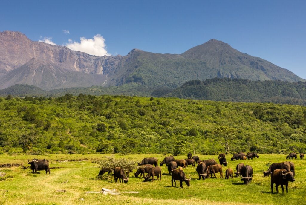 Lebendige Tierwelt in Tansania, Afrika Safari mit Wildtieren.