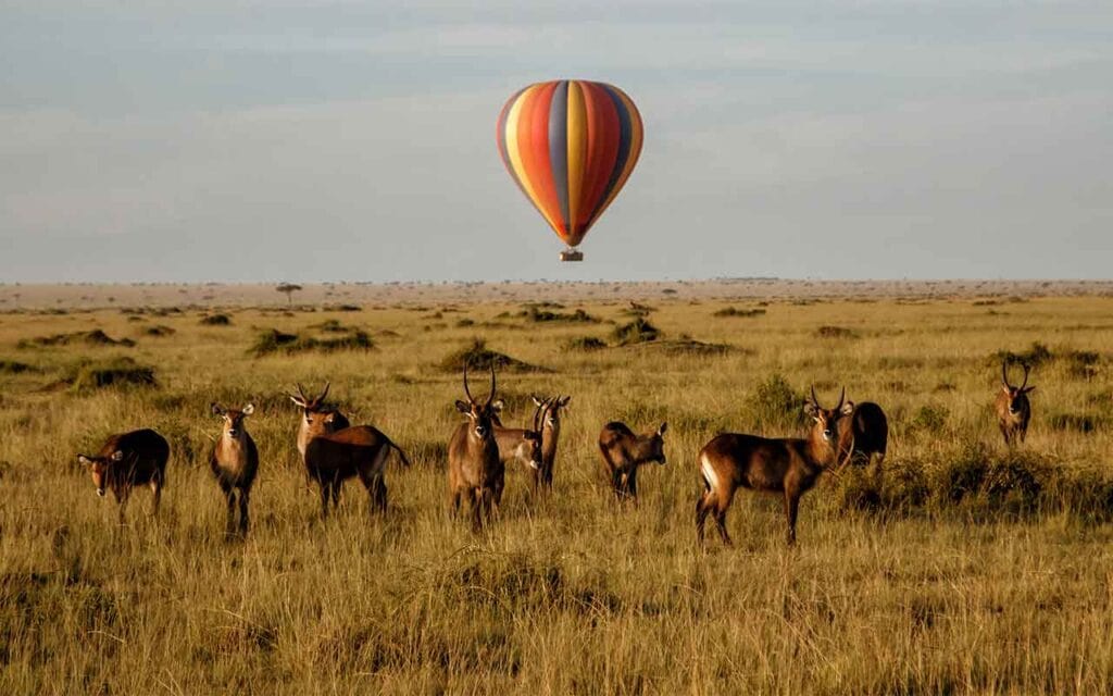 Hintergrund: Giraffen, Antilopen und Tierwelt in der afrikanischen Savanne.