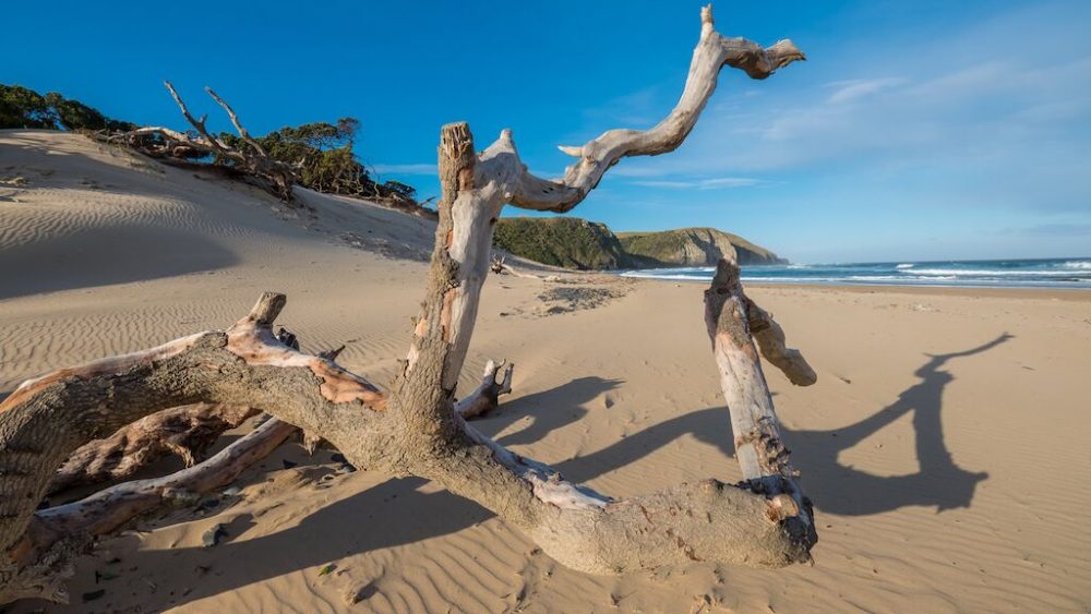 Alte Baumstämme am Strand, südliches Afrika, Küstenlandschaft, natürliche Schönheit.