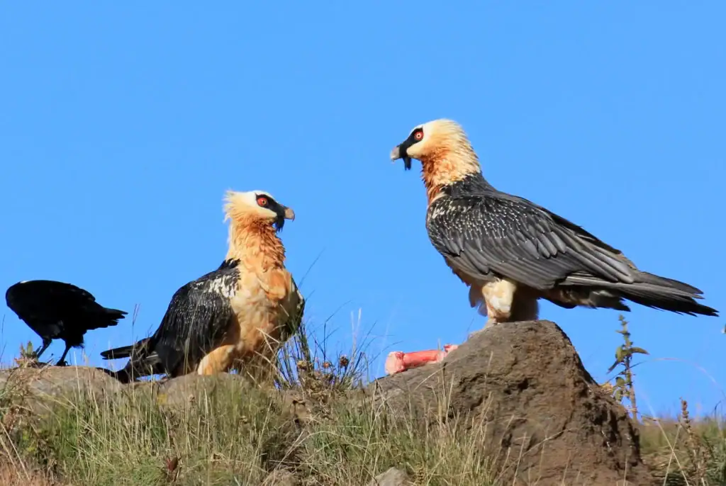 Zwei Königsadler auf einem Felsen in Afrika, mit blauer Himmel im Hintergrund, ideal für Safari-Fotografie.