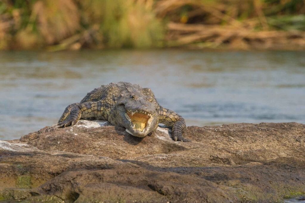 Krokodil in Wasser in Afrika, Tier, Abenteuer, Safari.