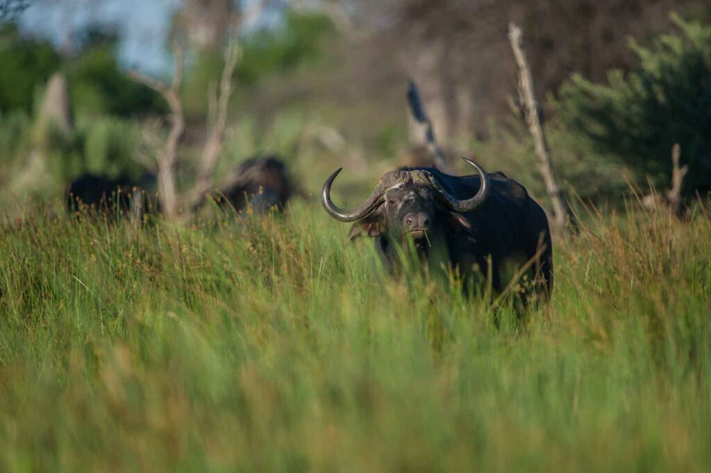 Afrikanischer Büffel in Wildnis, safarireise, Tierbeobachtung, Tierwelt, Naturschutz, Serengeti.