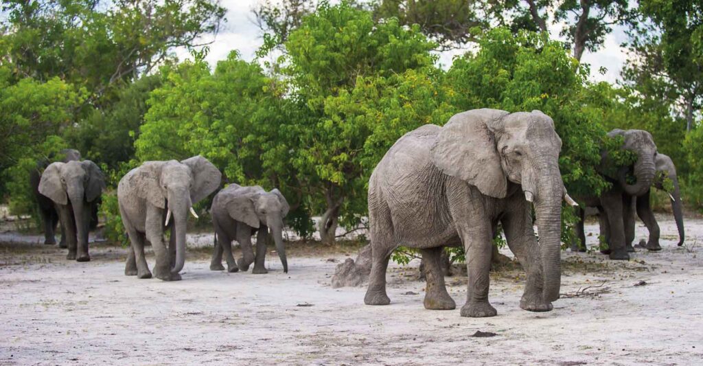 Elefantenfamilie im Naturschutzgebiet, afrikanische Tierwelt, Safari-Abenteuer in Afrika.
