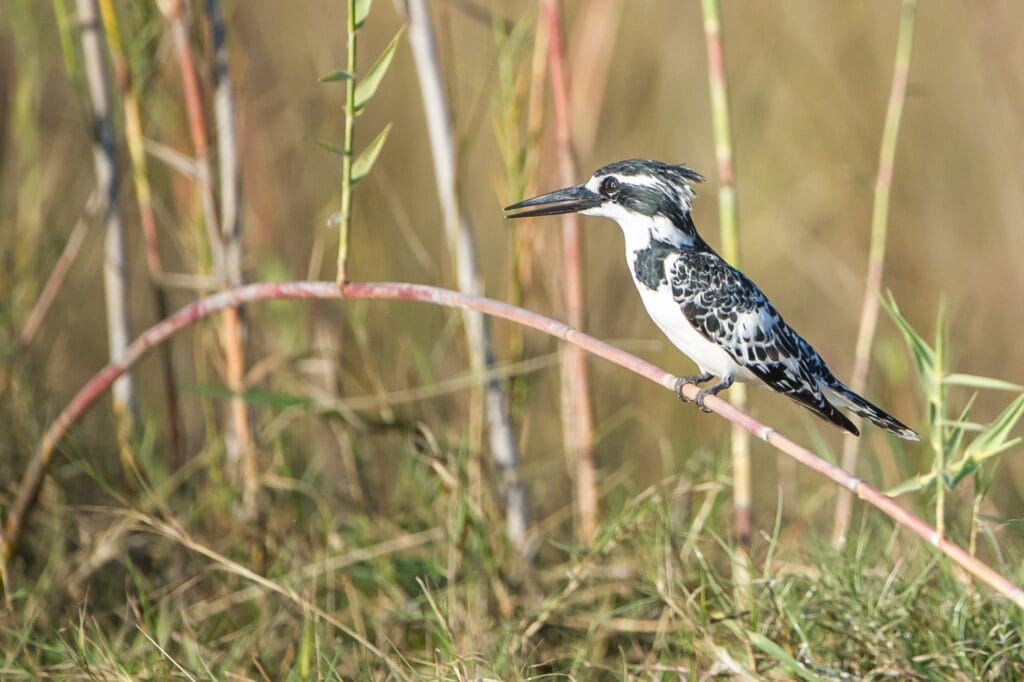Vogel auf Zweig im südafrikanischen Naturschutzgebiet, Tierfotografie mit Afrikareise-Keywords.