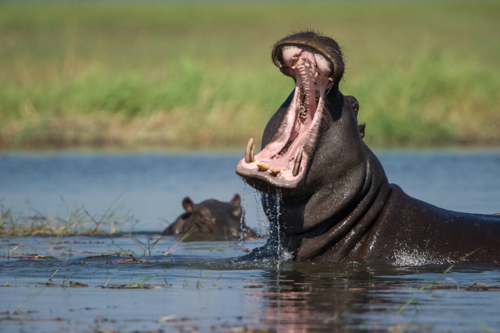 Hippo öffnet Mund im Fluss, Leopard im Hintergrund, Safari in Afrika, wilde Tiere.