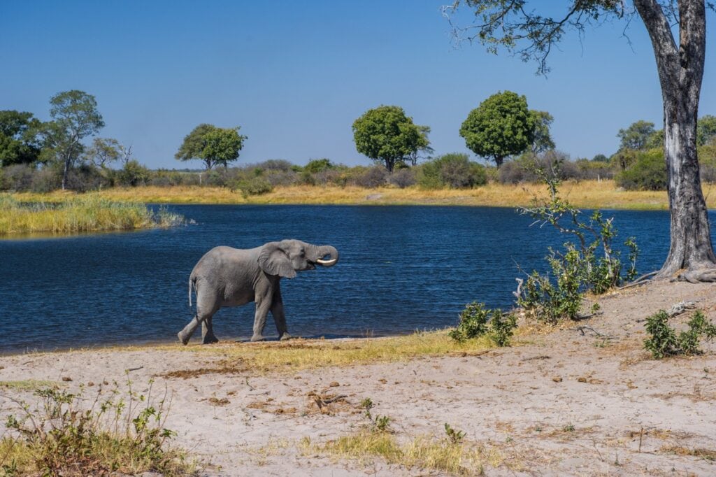 Elefant am Wasser im afrikanischen Nationalpark, Wildtiere und Naturerlebnis, Safari Abenteuer in Afrika.