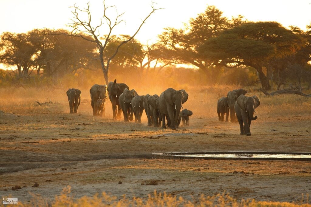 Elefantenherde in der afrikanischen Savanne bei Sonnenuntergang, Safari in Namibia, Tierbeobachtung, Wildtiere, Naturexpedition.