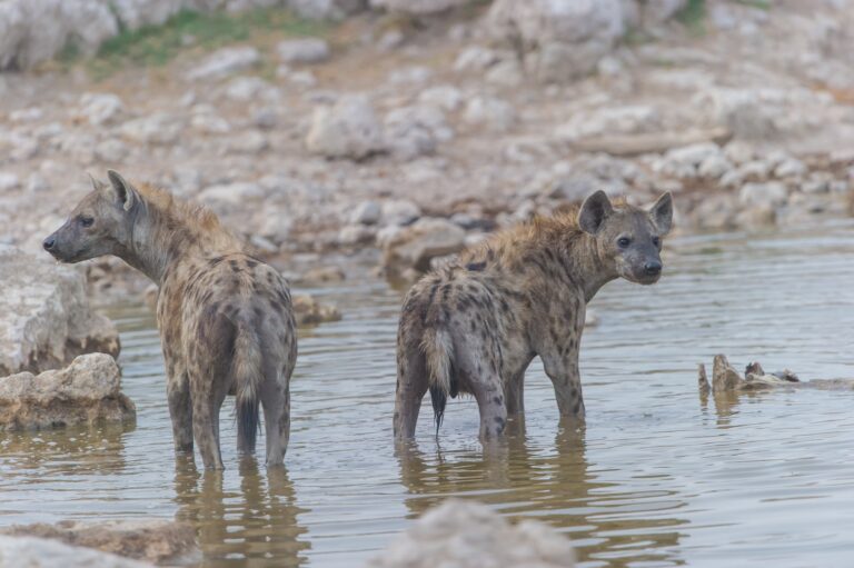 Zwei Tüpfelhyänen, die im flachen Wasser stehen, mit Blick in entgegengesetzte Richtungen, mit felsigem Gelände und Wasserspiegelungen um sie herum.
