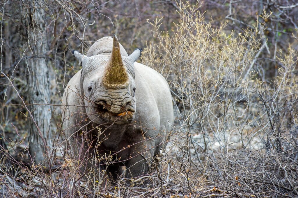 Alt Text: Schwarzes Rhino in trockener Savanne mit Dornenbüschen.