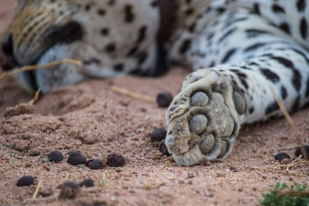 Nahaufnahme der Löwenpfote mit Krallen auf Sandboden in der afrikanischen Savanne.