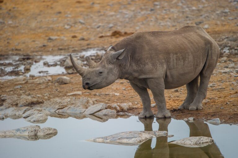 Wasserstelle mit Nashorn in der afrikanischen Savanne.