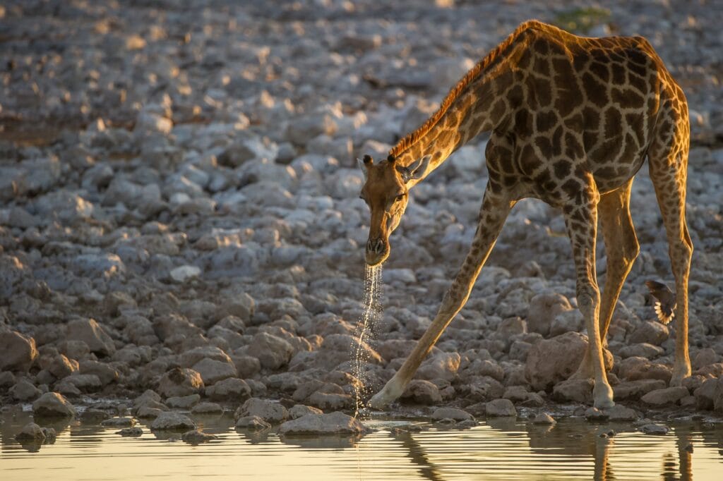 Giraffe beim Wassertrinken im afrikanischen Nationalpark, beeindruckende Tierbeobachtung in der Savanne.