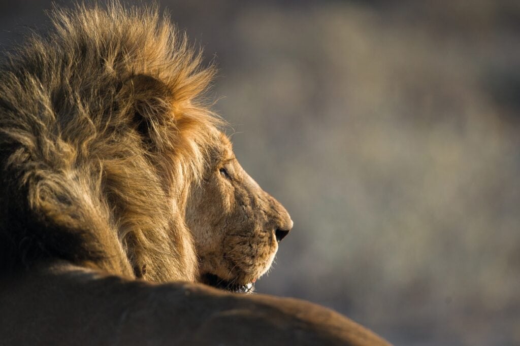 Afrikanischer Löwe in freier Wildbahn, Safari in Afrika.
