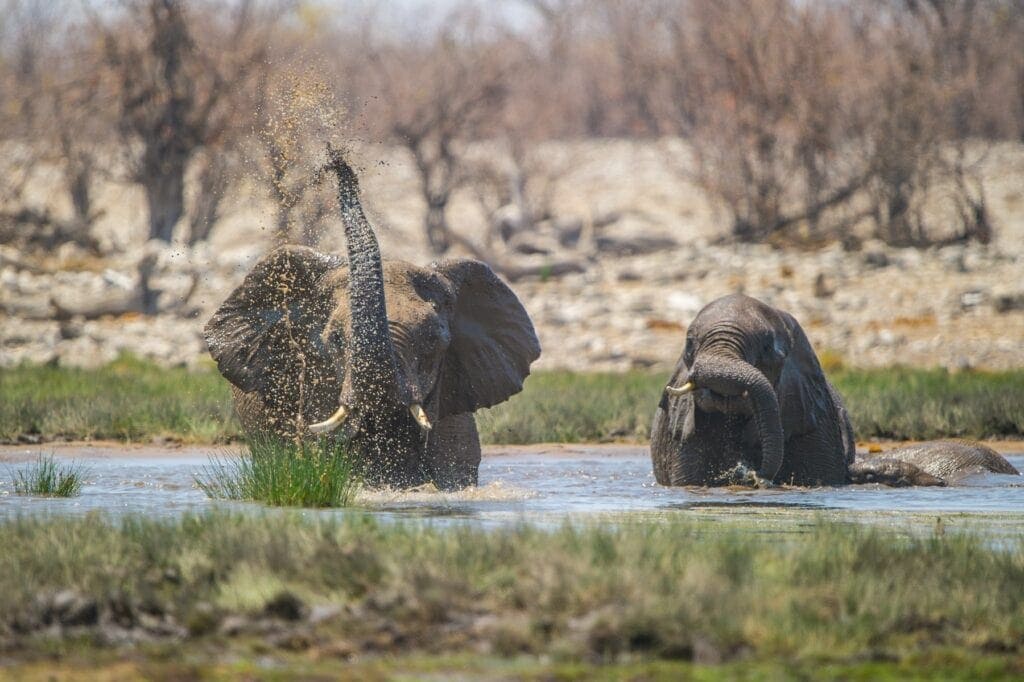 Alt: Zwei Elefanten im Wasser in der afrikanischen Savanne, Safari in Afrika.