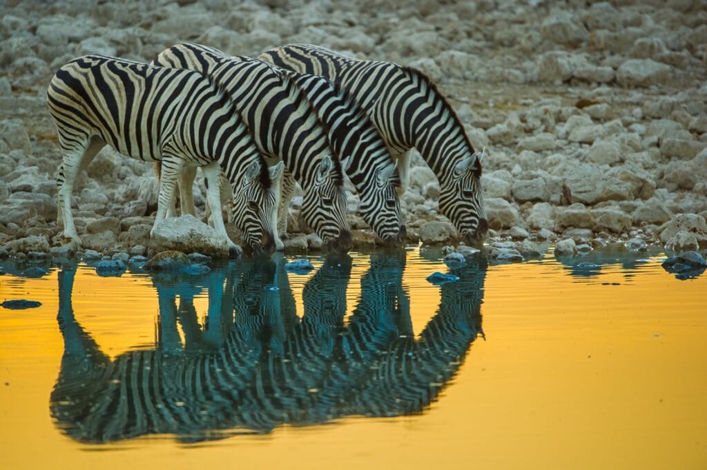 Zebras beim Wassertrinken in der afrikanischen Wildnis, perfekte Safari-Motive, Tierbeobachtung, Naturschutz.
