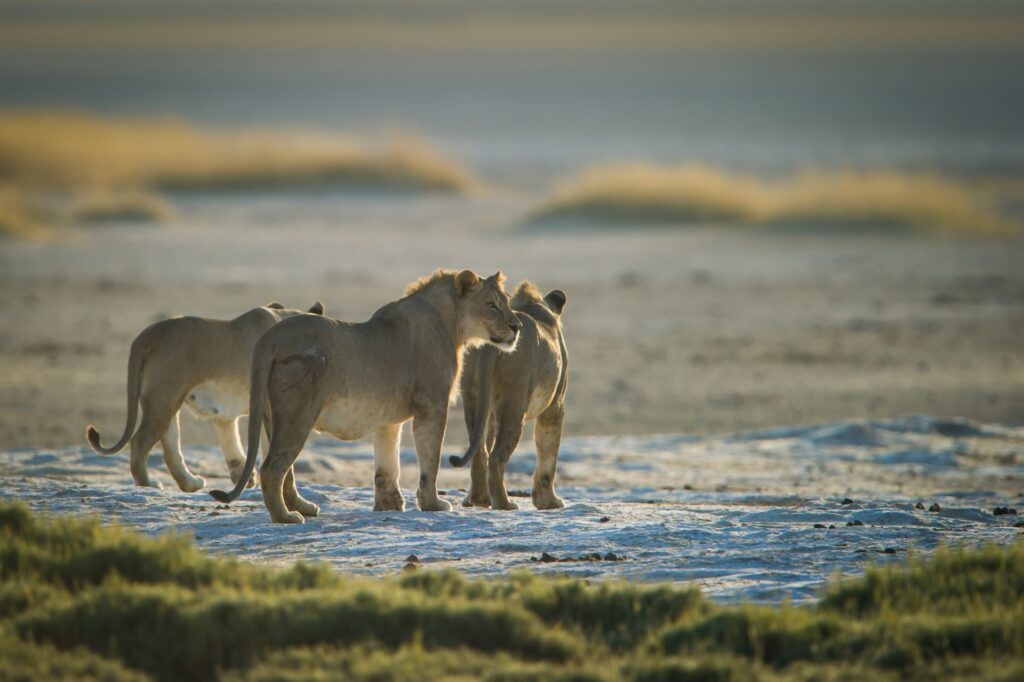 Löwenfamilie im Nationalpark, Afrika, Tierbeobachtung, eines der besten Afrika-Reiseerlebnisse.