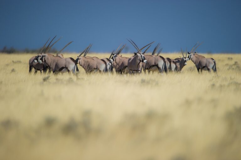 Antilopen in afrikanischer Savanne, Hoteldschungel, Wildreservate, Tierbeobachtungen.