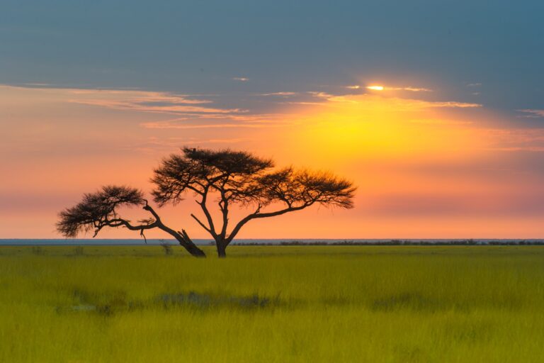 Heller Sonnenuntergang über der Steppe mit einer einsamen Akazie in Afrika, ideales Reiseziel.