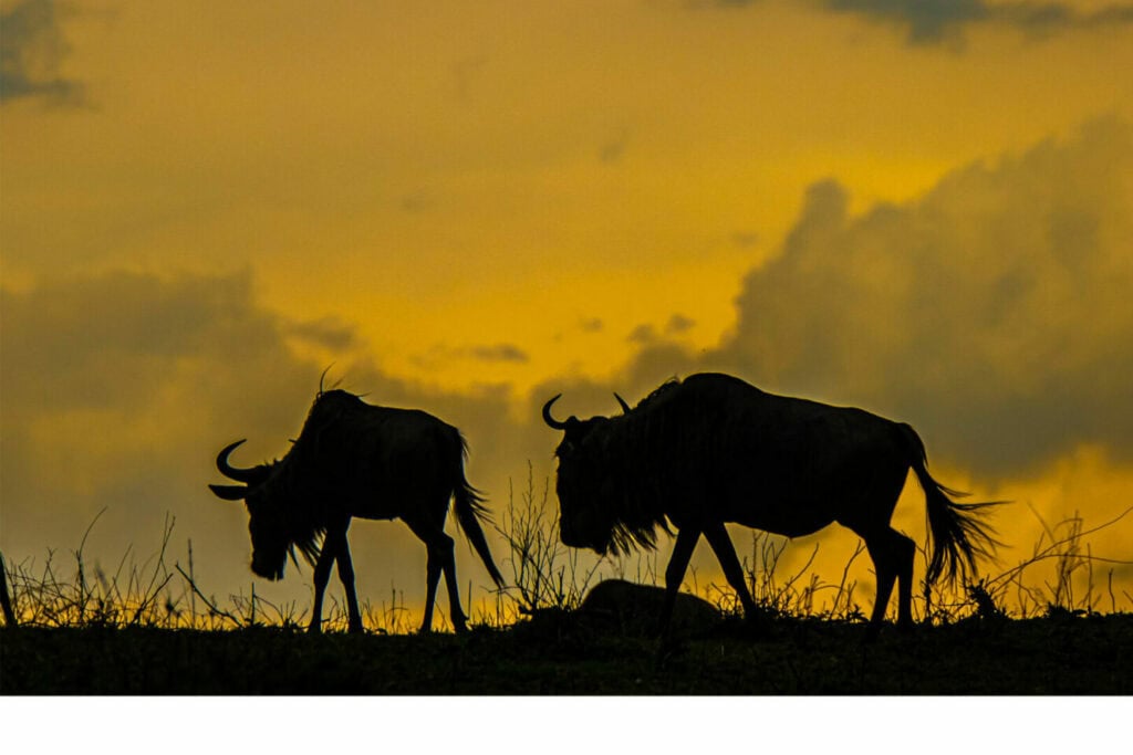 Majestätische Büffel im Sonnenuntergang in Afrika, ideales Motiv für Safari und Wildtiere.