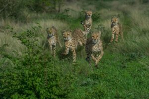 Löwen in freier Wildbahn, Tier- und Safarireise in Afrika.