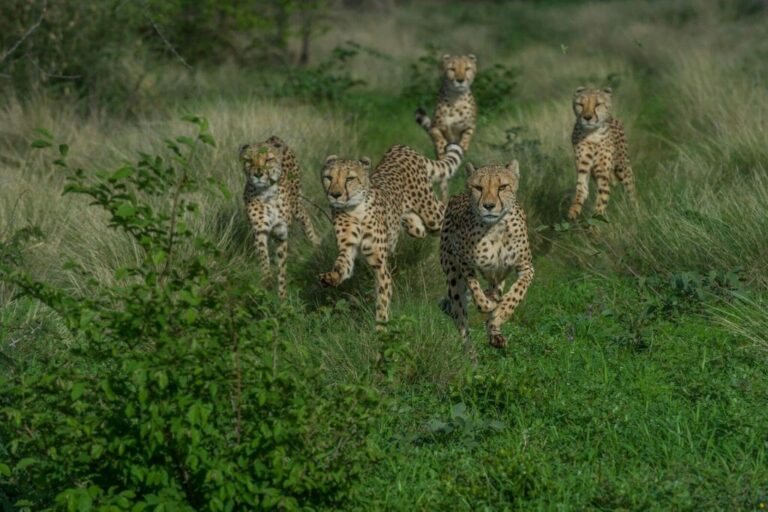 Löwen in freier Wildbahn, Tier- und Safarireise in Afrika.