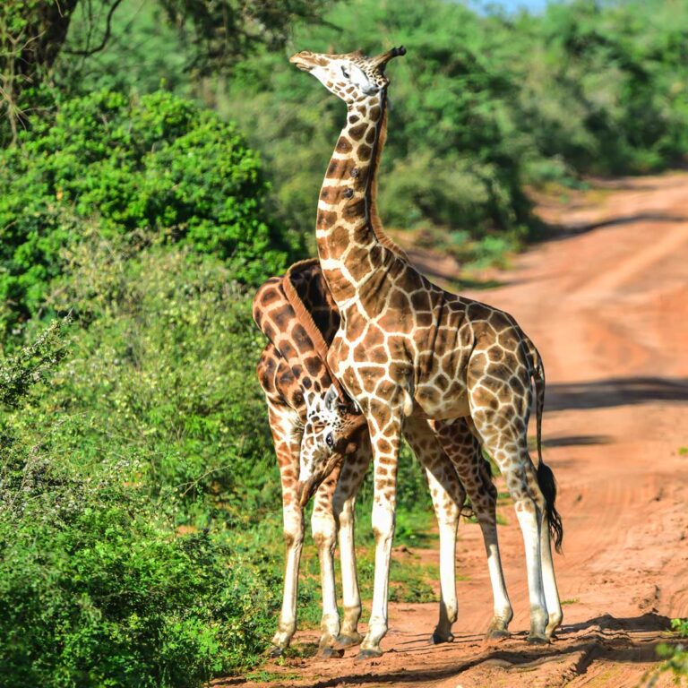 Das sehen Sie bei einer Namibia Selbstfahrerreise - Giraffen in Namibia - 2 Giraffenbullen kämpfen in der Kalahari