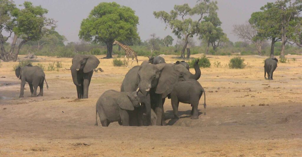 Elefantenherde im afrikanischen Naturschutzgebiet.