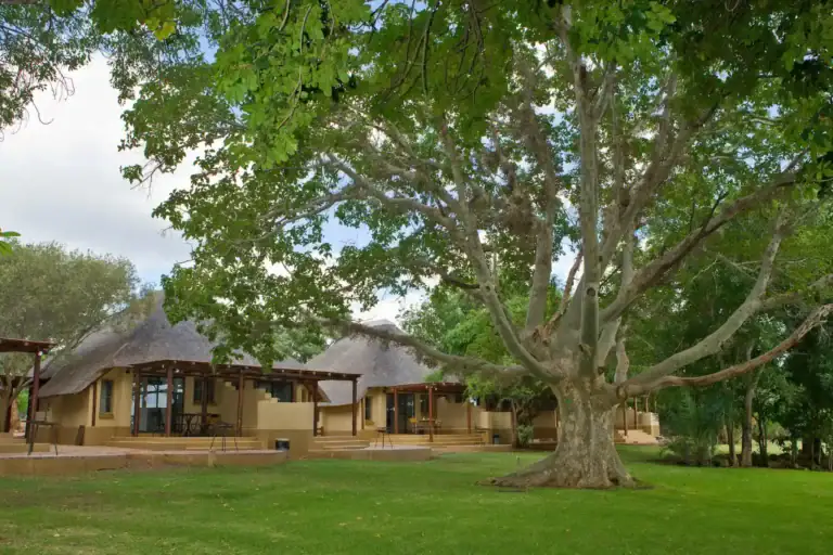 Großer Baum im Safari-Resort, umgeben von grüner Wiese und afrikanischer Natur.
