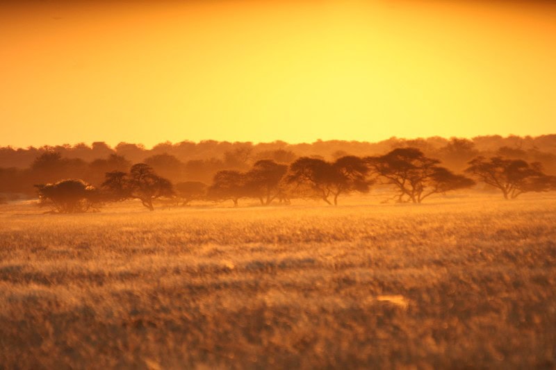 Bilder von afrikanischer Savanne bei Sonnenuntergang mit Akazienbäumen, Safari-Charme, Tierwelt.