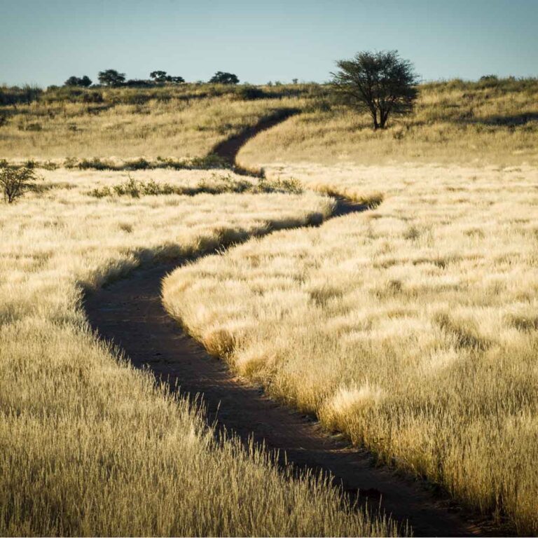 Weg in der Kalahari - Namibia Wanderreise